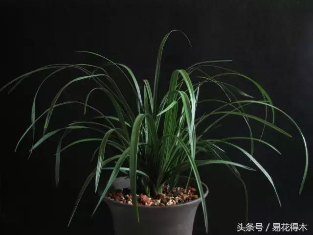 如何促使大花蕙兰兰花花芽分化,青山玉泉兰花花芽分化时间