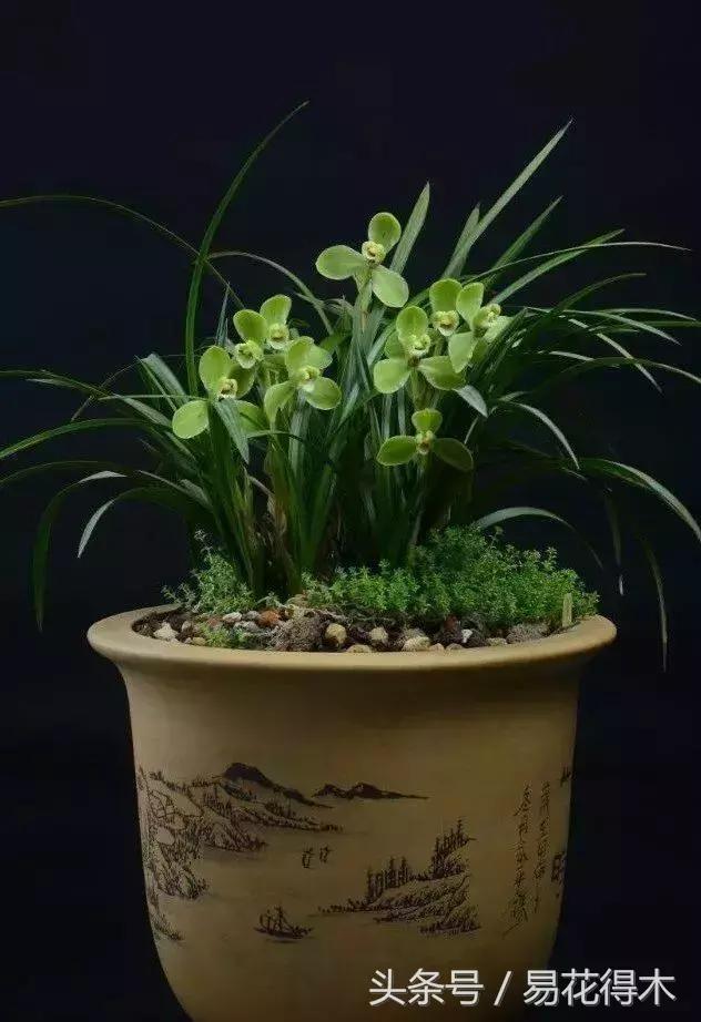 如何促使大花蕙兰兰花花芽分化,青山玉泉兰花花芽分化时间