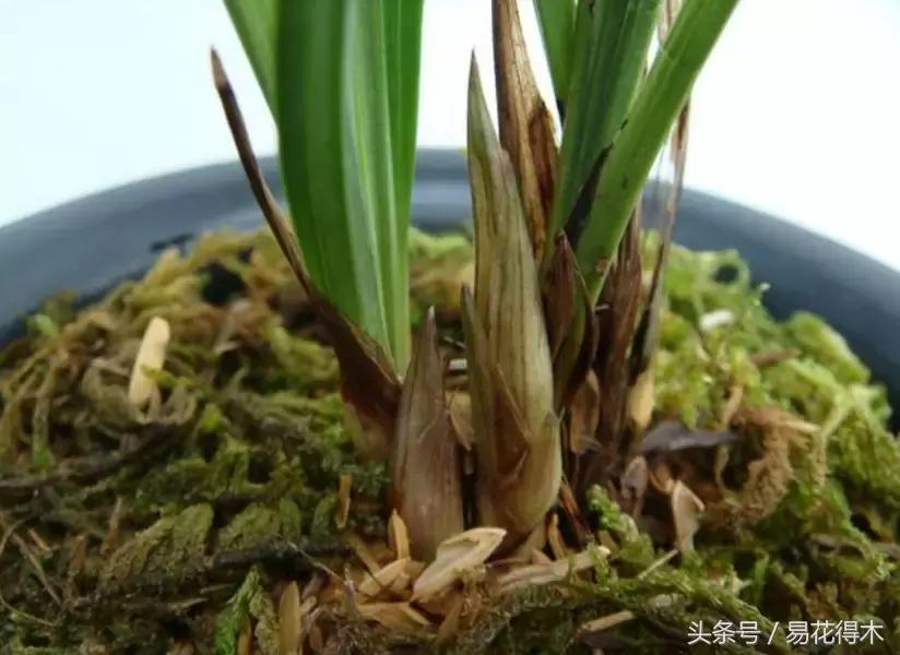 如何促使大花蕙兰兰花花芽分化,青山玉泉兰花花芽分化时间