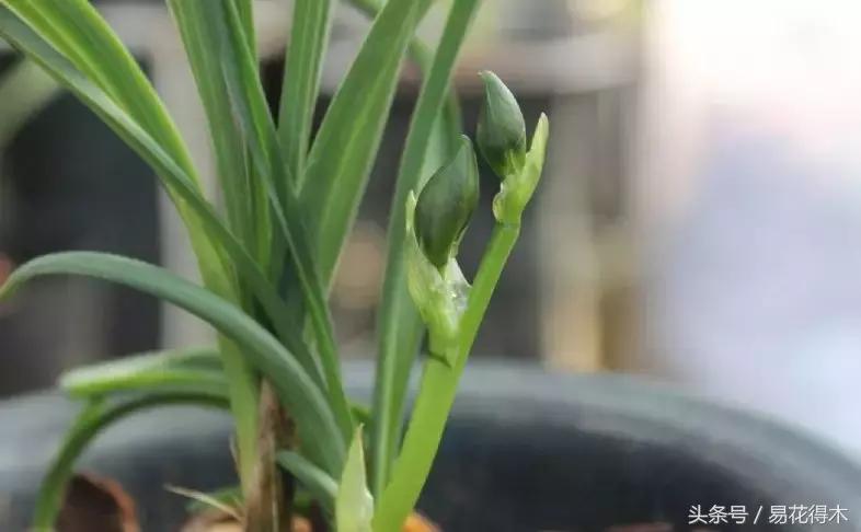 如何促使大花蕙兰兰花花芽分化,青山玉泉兰花花芽分化时间