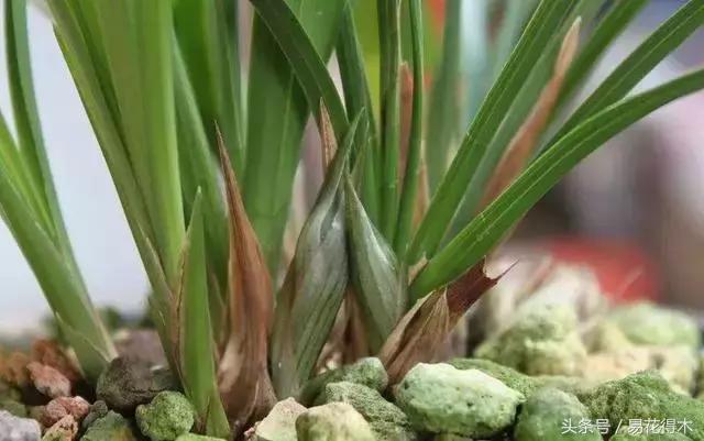 如何促使大花蕙兰兰花花芽分化,青山玉泉兰花花芽分化时间