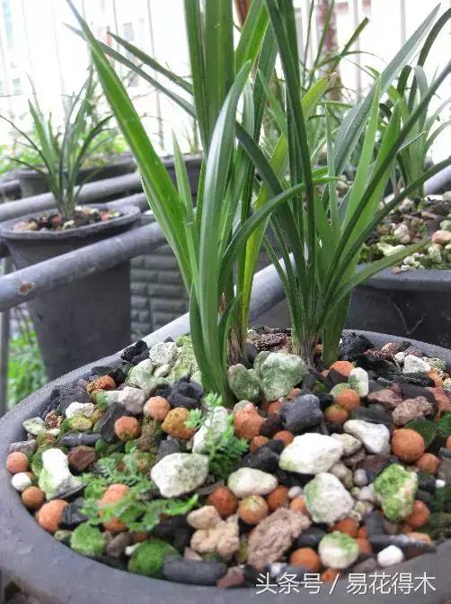 如何促使大花蕙兰兰花花芽分化,青山玉泉兰花花芽分化时间