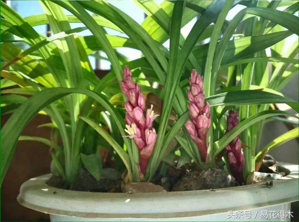 如何促使大花蕙兰兰花花芽分化,青山玉泉兰花花芽分化时间