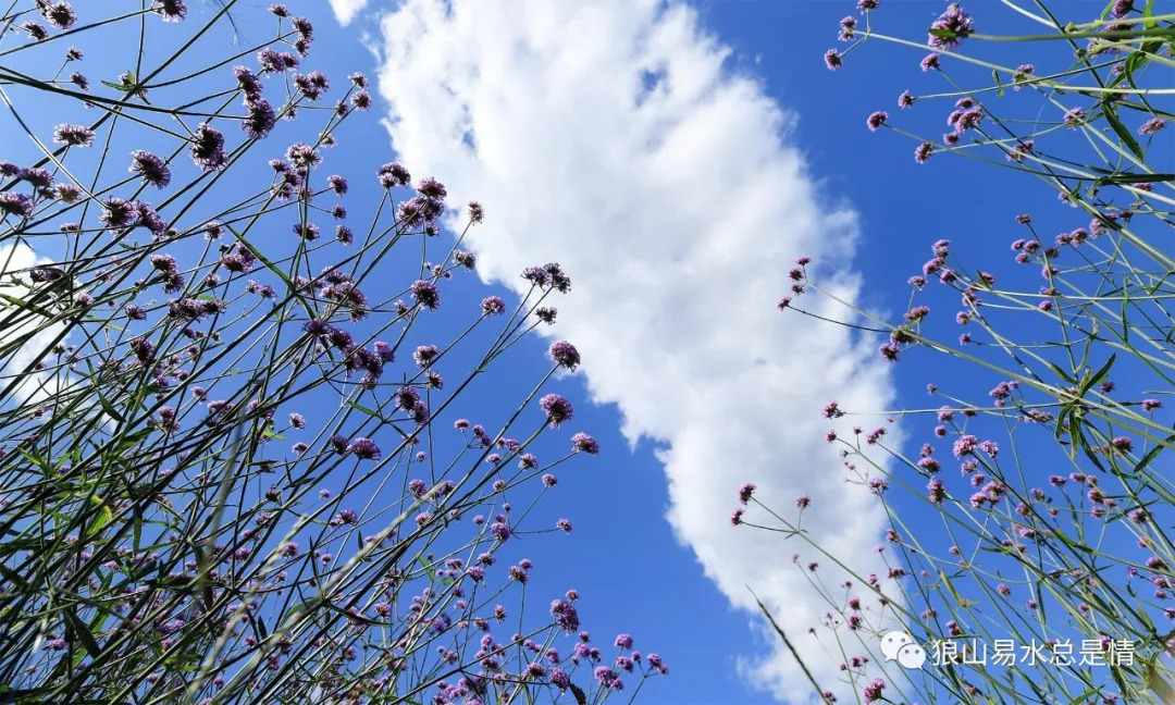 狼牙山深秋百花园,狼牙山百花园樱花图片