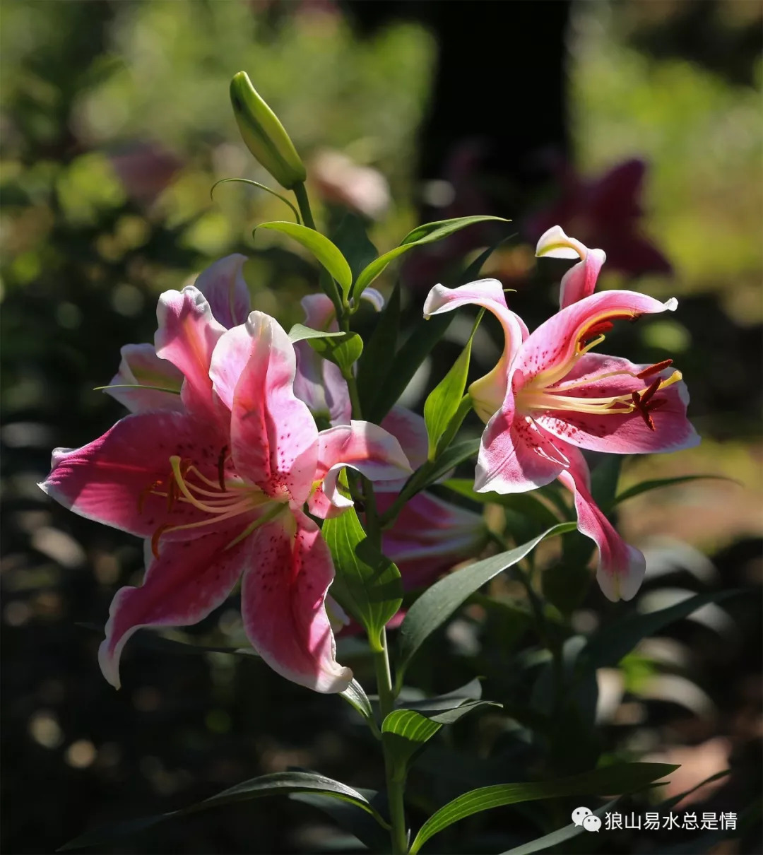 狼牙山深秋百花园,狼牙山百花园樱花图片