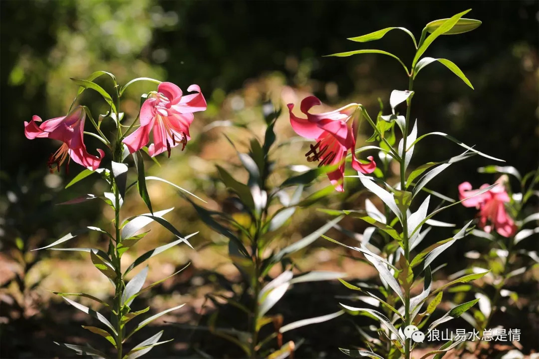 狼牙山深秋百花园,狼牙山百花园樱花图片