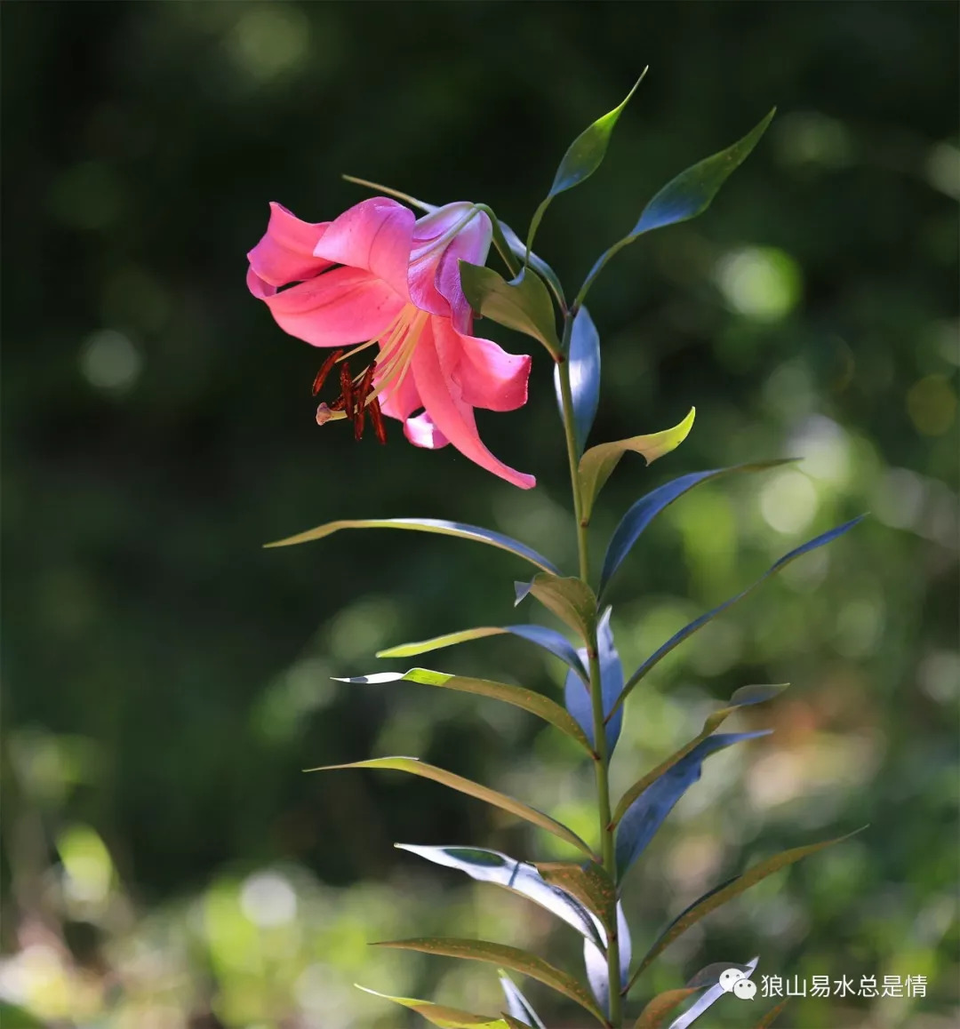 狼牙山深秋百花园,狼牙山百花园樱花图片