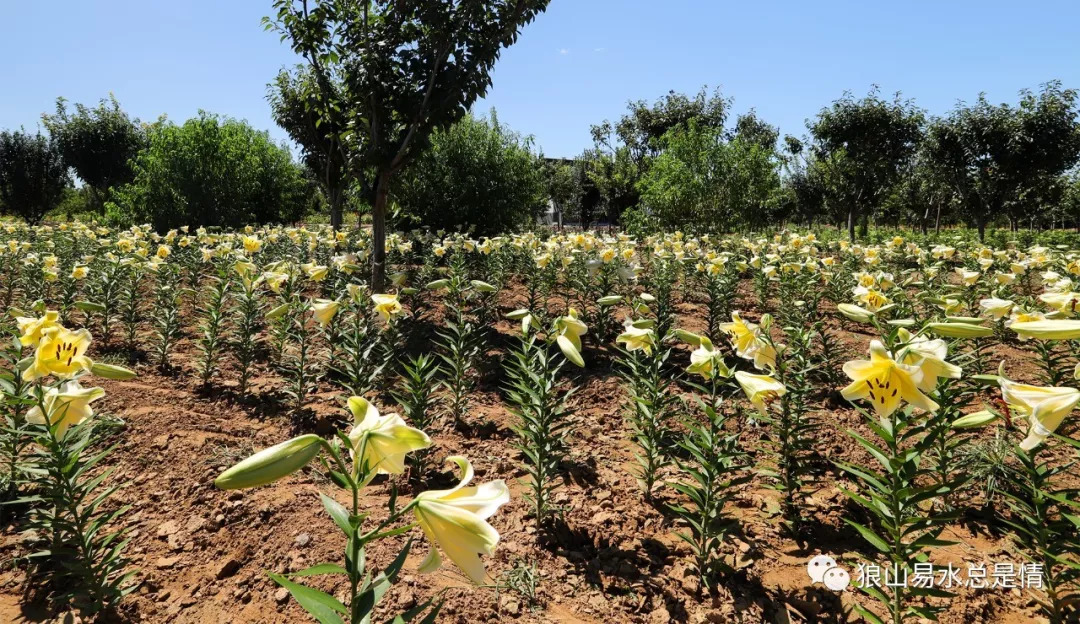 狼牙山深秋百花园,狼牙山百花园樱花图片
