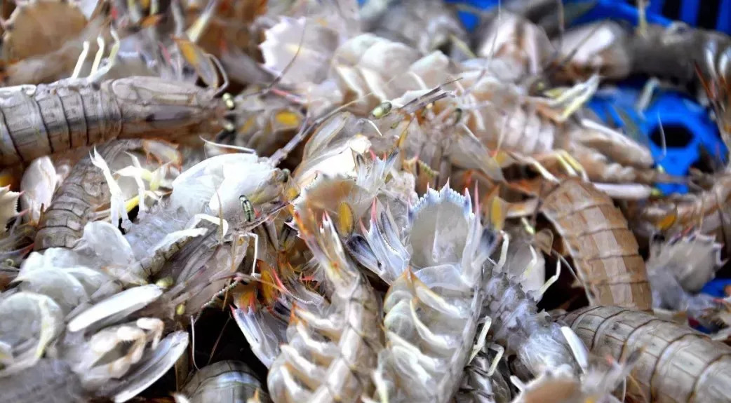 开海了又吃得起海鲜了,开海了吃海鲜视频