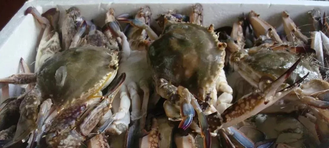 开海了又吃得起海鲜了,开海了吃海鲜视频