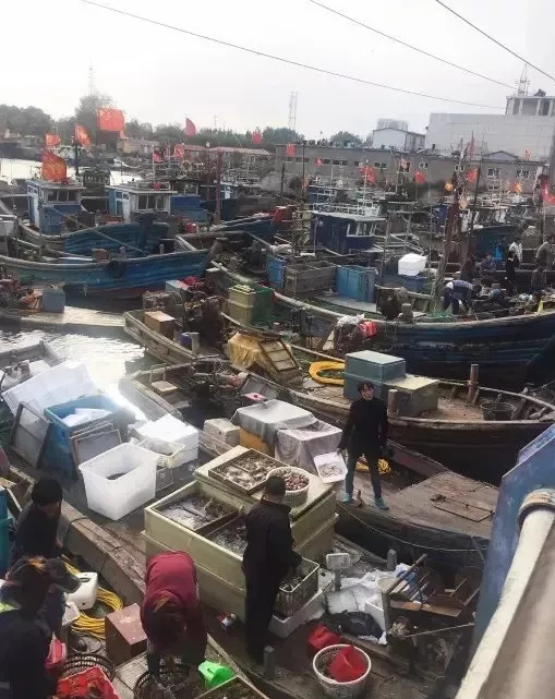 开海了又吃得起海鲜了,开海了吃海鲜视频