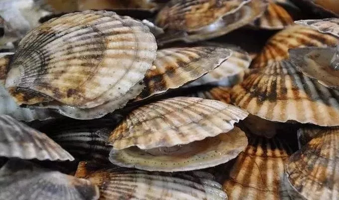 开海了又吃得起海鲜了,开海了吃海鲜视频