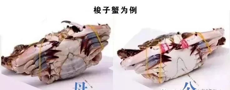 开海了又吃得起海鲜了,开海了吃海鲜视频