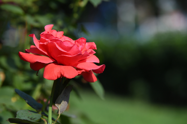腾龙70-180f2.8镜头测评,腾龙长焦镜头70-180多少钱