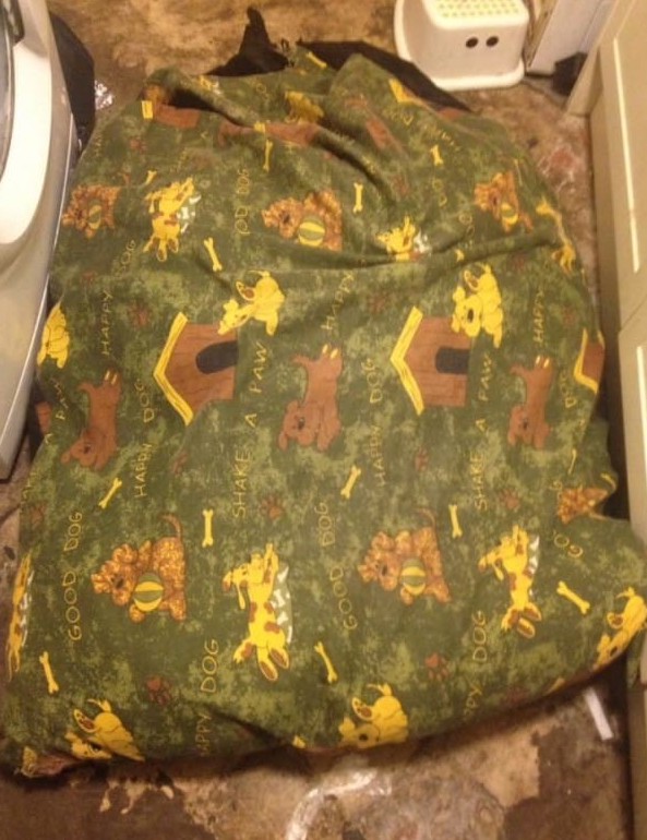 狗狗在妈妈面前被「宠物床」杀死，饲主几乎崩溃：千万不要买这种