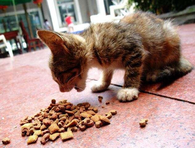 怎么给猫咪挑选合适的猫粮,猫咪适合吃的猫粮家趣猫粮