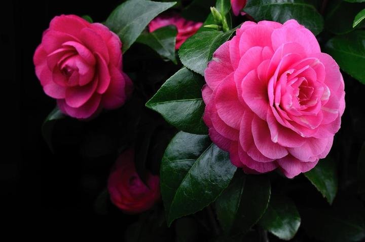 美丽好看的茶花图片,绝美茶花