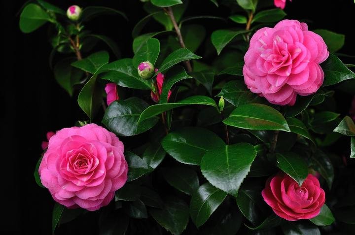 美丽好看的茶花图片,绝美茶花