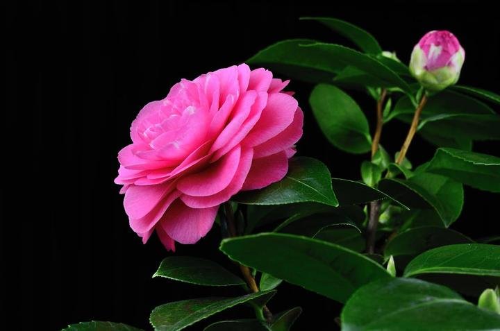 美丽好看的茶花图片,绝美茶花