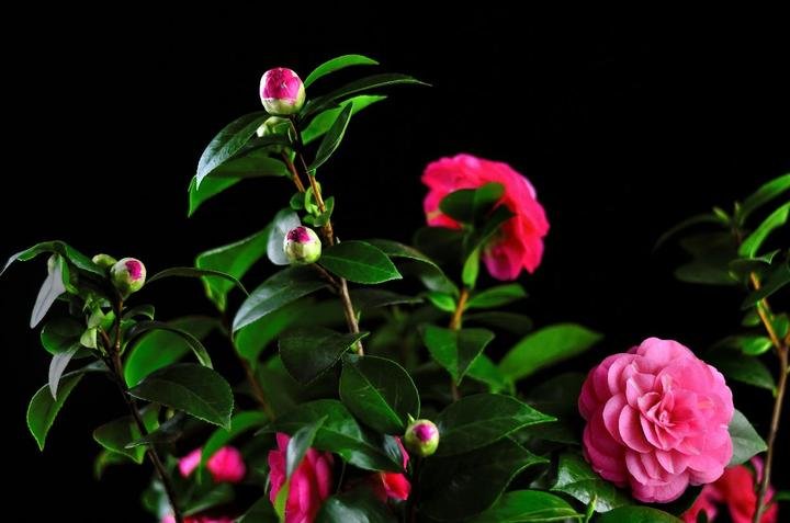 美丽好看的茶花图片,绝美茶花