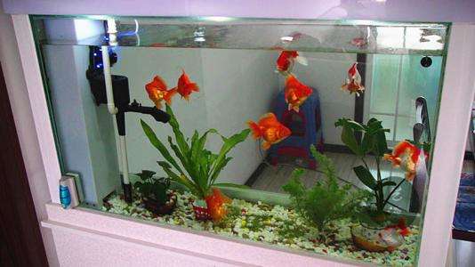 地摊买的观赏鱼吃什么,地摊买观赏鱼怎么挑选鱼竿