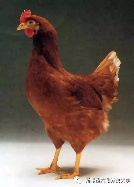 蛋鸡品种大全视频,农金1号蛋鸡品种介绍