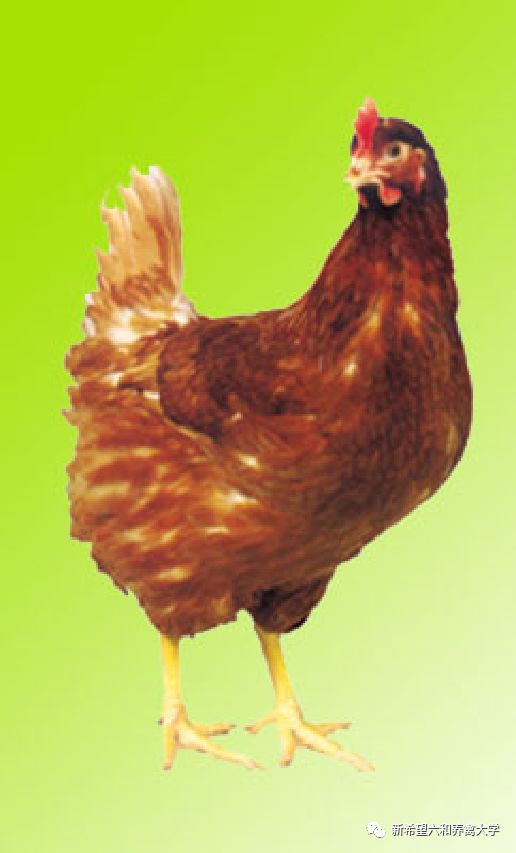 蛋鸡品种大全视频,农金1号蛋鸡品种介绍