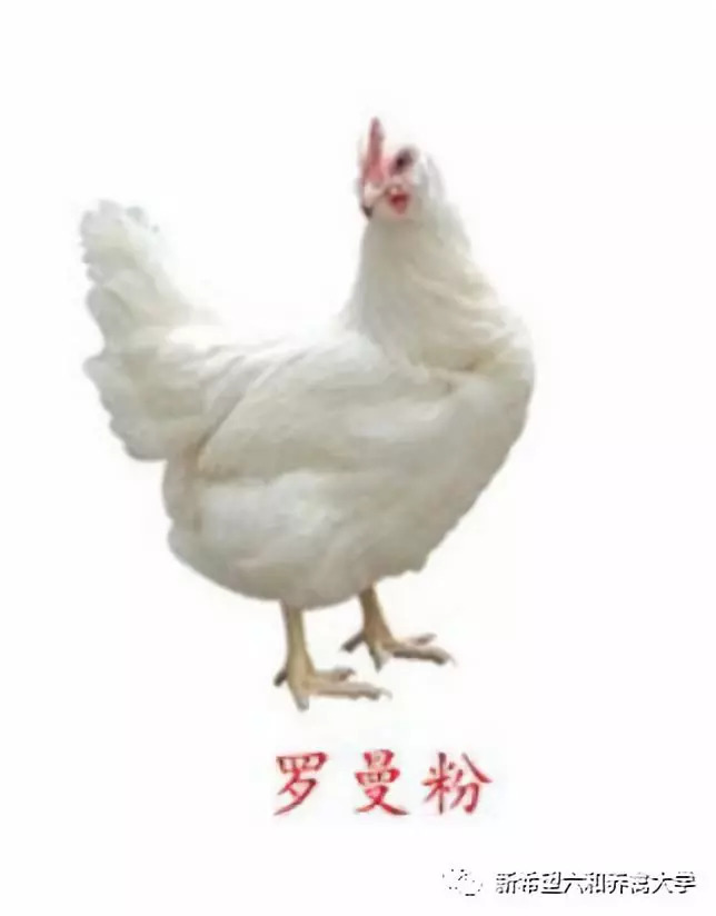 蛋鸡品种大全视频,农金1号蛋鸡品种介绍