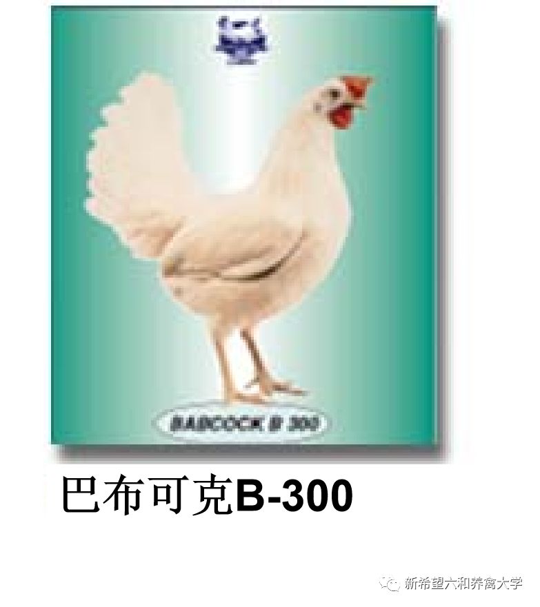 蛋鸡品种大全视频,农金1号蛋鸡品种介绍