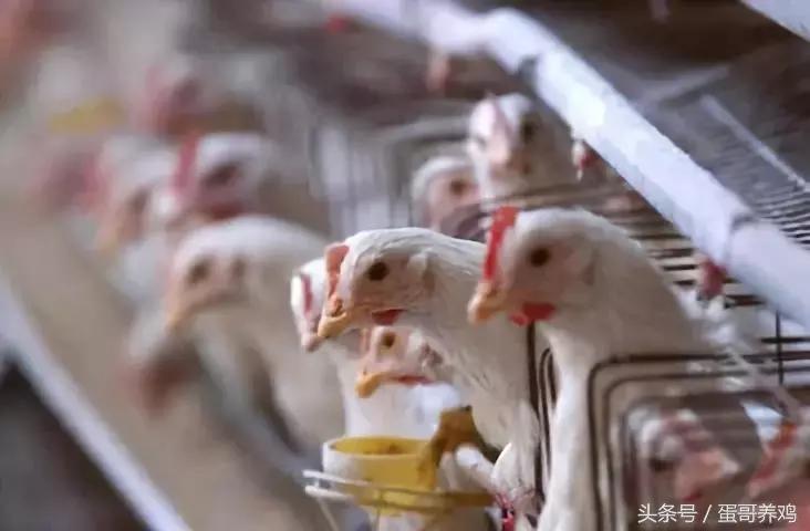 16天左右的肉鸡大量死亡怎么了,毛鸡16天死亡300只正常吗