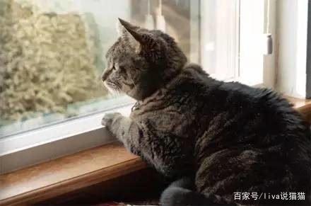 刚到家的小奶猫需要去医院吗,刚接回来的小奶猫容易得的传染病