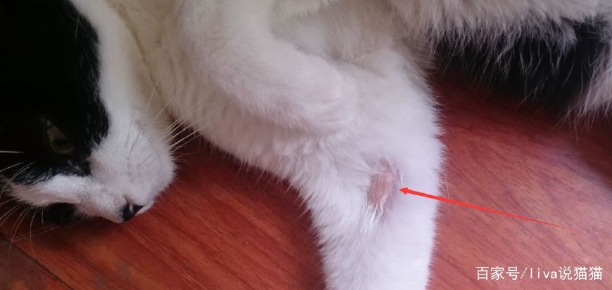 刚到家的小奶猫需要去医院吗,刚接回来的小奶猫容易得的传染病