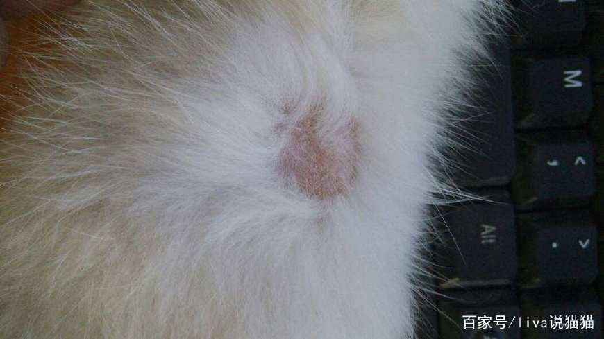 刚到家的小奶猫需要去医院吗,刚接回来的小奶猫容易得的传染病