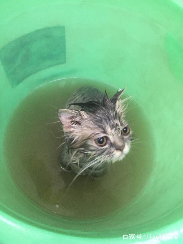 刚到家的小奶猫需要去医院吗,刚接回来的小奶猫容易得的传染病