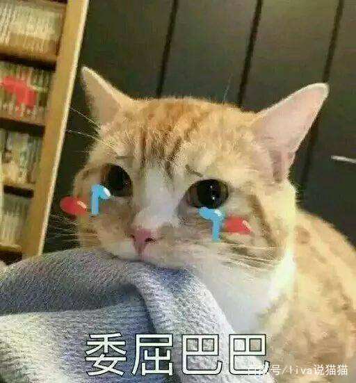 刚到家的小奶猫需要去医院吗,刚接回来的小奶猫容易得的传染病