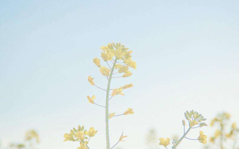 外阴白斑什么情况下就是痊愈了,近二十年的外阴白斑要怎样治疗