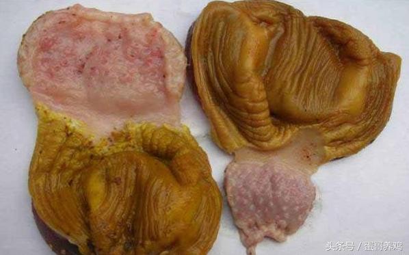 16天左右的肉鸡大量死亡怎么了,毛鸡16天死亡300只正常吗