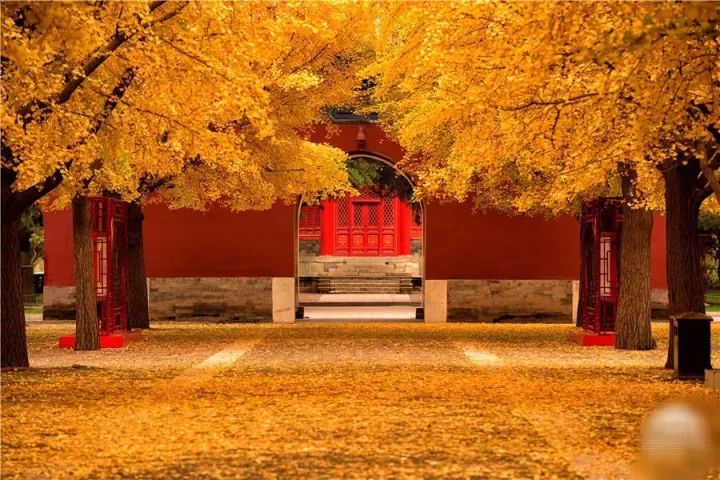 郁达夫：故都的秋（美文力荐）