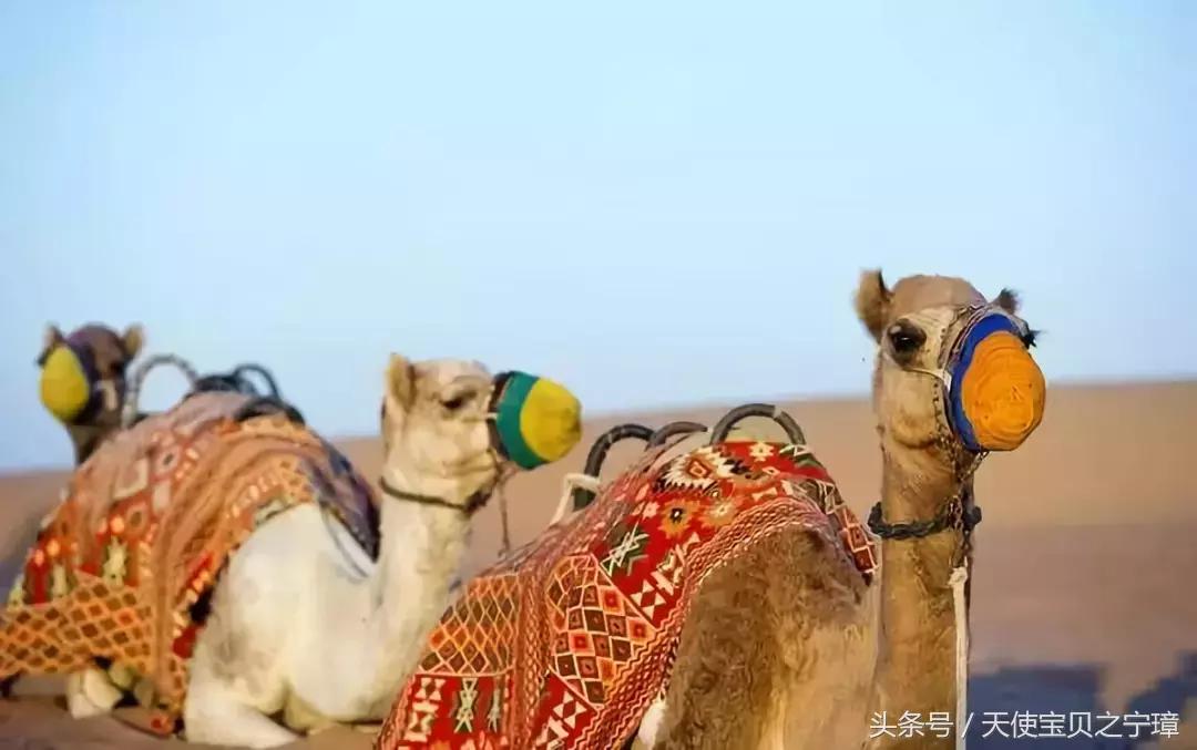 真实的迪拜风景,真实的迪拜酒店