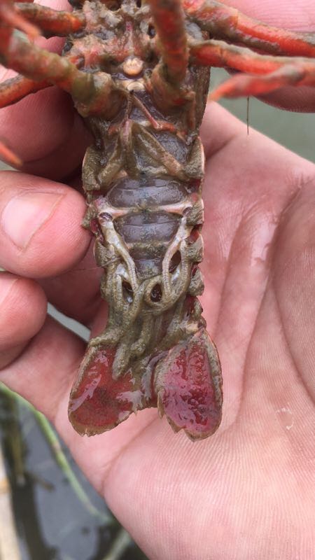 纤毛虫最佳防治方法,小龙虾养殖寄生虫防治