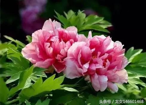 世界各国的国花视频,各国国花及花语列表