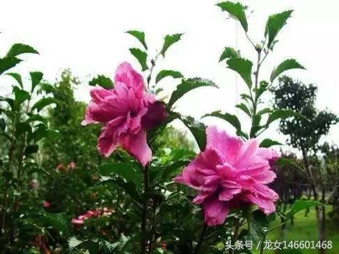 世界各国的国花视频,各国国花及花语列表