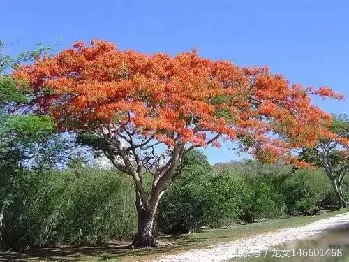 世界各国的国花视频,各国国花及花语列表