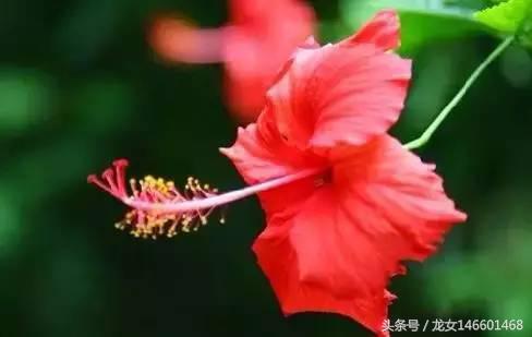 世界各国的国花视频,各国国花及花语列表