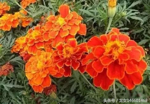 世界各国的国花视频,各国国花及花语列表