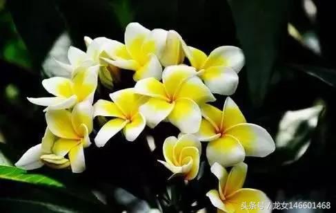 世界各国的国花视频,各国国花及花语列表