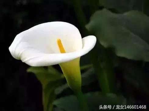 世界各国的国花视频,各国国花及花语列表