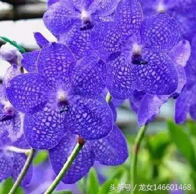 世界各国的国花视频,各国国花及花语列表