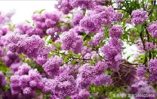 世界各国的国花视频,各国国花及花语列表