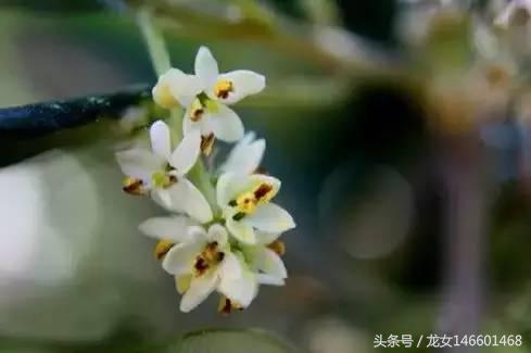 世界各国的国花视频,各国国花及花语列表